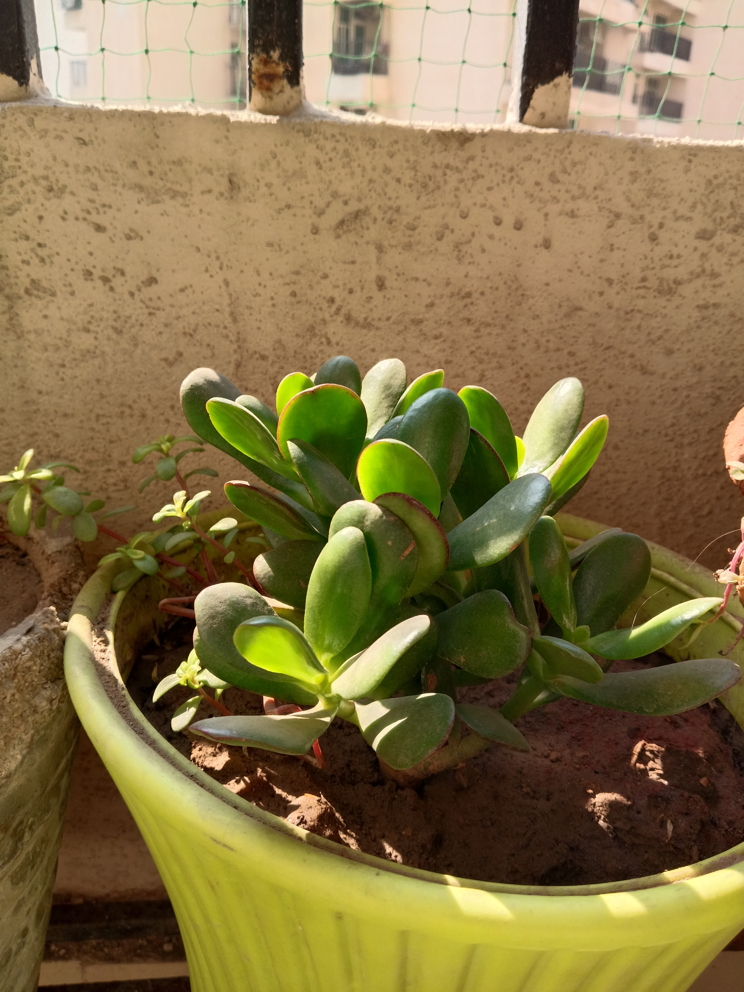 prashast34 -verma.jpg